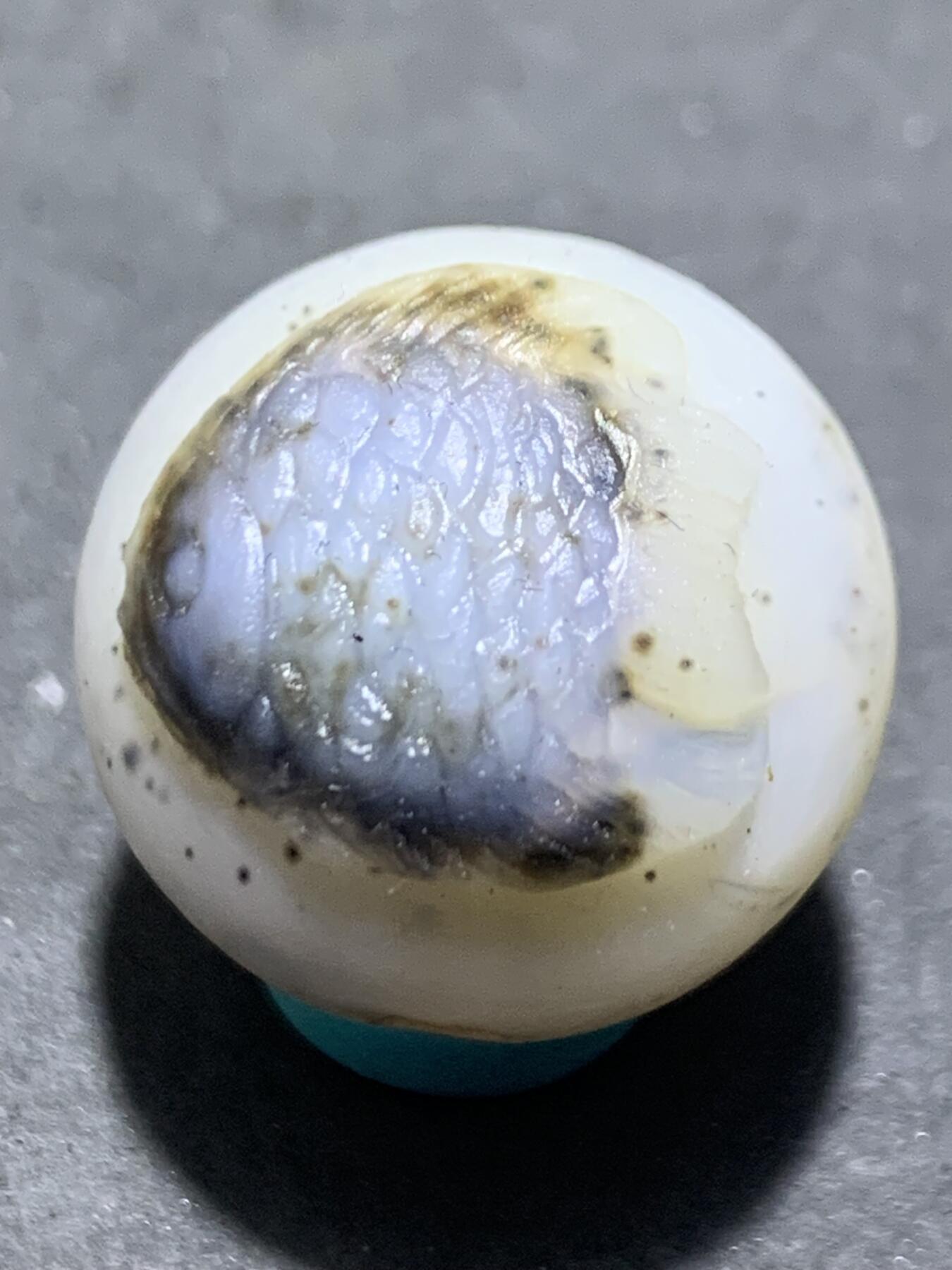 精美高玉化亚光水墨纹海洋玉髓手工俏色巧雕神仙鱼2.0圆珠一个