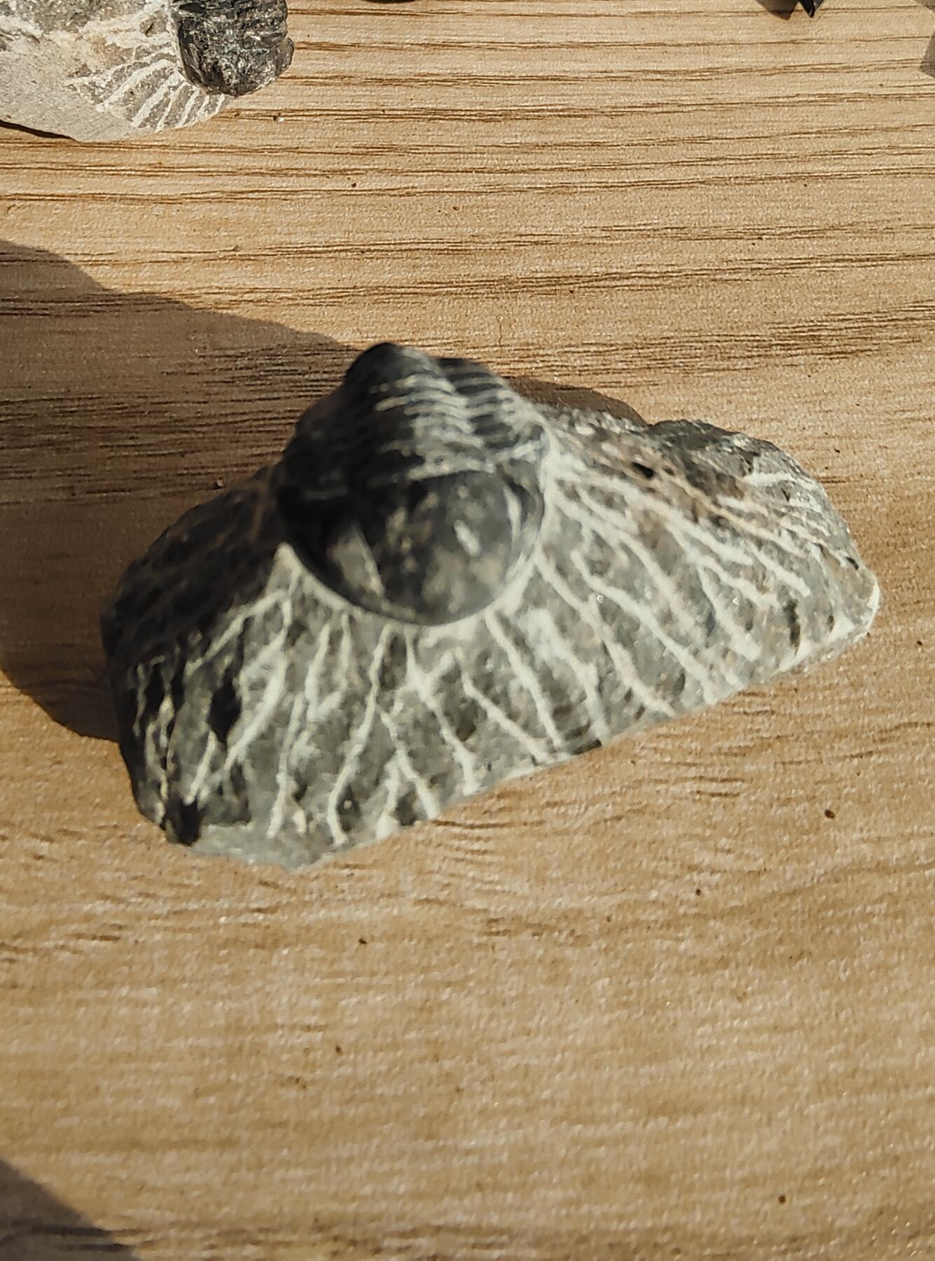 三叶虫专场 精修三叶虫化石(市场价一两百那种)2-3个体