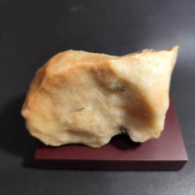 希腊罗马丝路打制币化石【化石放漏】专场！陆小鱼的钱币仓，限时拍卖第055场 - 小精品 鱼籽纹玉化珊瑚化石 玉化程度非常好 4.5亿年前奥陶纪时期古生物化石标本 489g