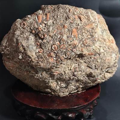 【首场科普放漏价】古生物化石/奇石/玉石原石专场！陆小鱼的钱币仓，限时拍卖第001场 - 【精品】特大型海底生物多种化石 品种非常丰富 非常难得的多生物化石标本 4.5亿年前奥陶纪时期海洋古生物化石标本 8030g （送底座）