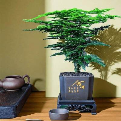 马爹利、轩尼诗、人头马、老酒、玉石专场 - 文竹 0元起拍