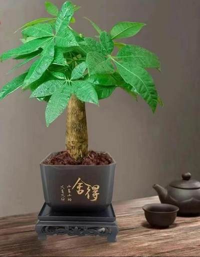 马爹利、轩尼诗、人头马、老酒、玉石专场 - 发财树 