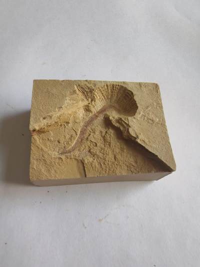 0押金0佣金0快递费，化石处理，寒武纪至二叠纪 - 蠕虫化石，生存于中奥陶世至晚白垩世
