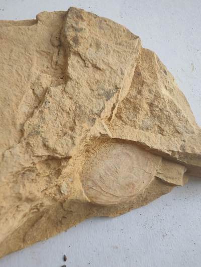0押金0佣金0快递费，化石处理，寒武纪至二叠纪 - 水母贝化石，生存于志留纪晚期至三叠纪