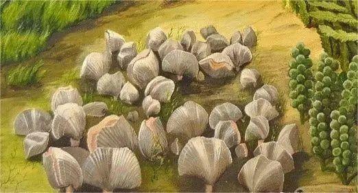 0押金0佣金0快递费，化石处理，寒武纪至二叠纪