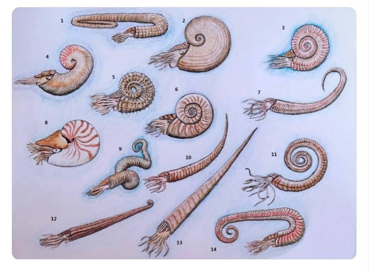 0押金0佣金0快递费，化石处理，寒武纪至二叠纪 十三个，摩洛哥菊石化石