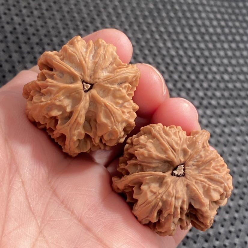 ❤️野生三棱狮子头(28052) 尺寸边到肚34*34*34高38mm重量29.3g
