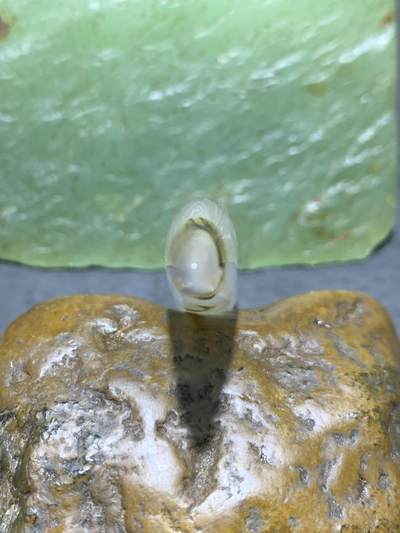 高玉化冰透草花纹海洋玉髓随形通货牙形吊坠一个 高玉化冰透草花纹海洋玉髓随形通货牙形吊坠一个