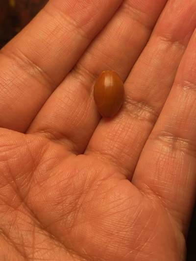 苏工核雕放漏价纯手工 - 福利苏工核雕纯手工雕刻，老铁核手工小籽三通，市场少见，尺寸1.0x1.5喜欢的来价格不贵