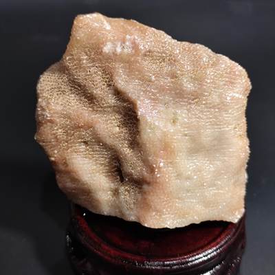 希腊罗马丝路打制币化石【中外钱币五一假期】专场！陆小鱼的钱币仓，限时拍卖第059场 - 彩色蜂巢珊瑚化石 生物纹路明显 玉化程度非常好 当摆件雕刻料不错 4.5亿年前奥陶纪时期古生物化石标本 236g