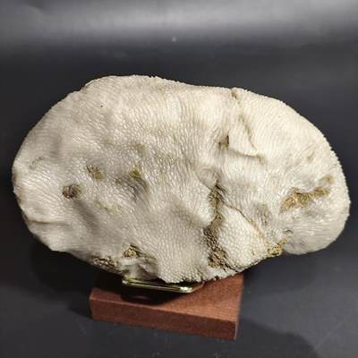 希腊罗马丝路打制币化石【中外钱币五一假期】专场！陆小鱼的钱币仓，限时拍卖第059场 - 雪白料珊瑚化石 玉化程度非常好 背面还带其他共生古生物化石  质地温润 非常难得 4.5亿年前奥陶纪时期古生物化石标本 珊瑚化石608g