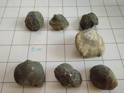 三叶虫化石专场 - 六个贝类化石
