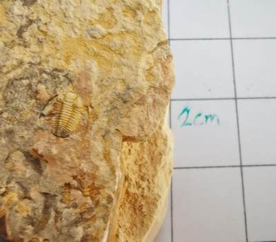 三叶虫化石专场 - 寒武纪至二叠纪，三叶虫，品种自辨