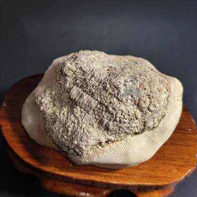 希腊罗马丝路打制币化石【中外钱币五一假期】专场！陆小鱼的钱币仓，限时拍卖第059场 - 蜂巢共生珊瑚化石 古生物品种丰富 4.5亿年前奥陶纪时期古生物化石标本103g