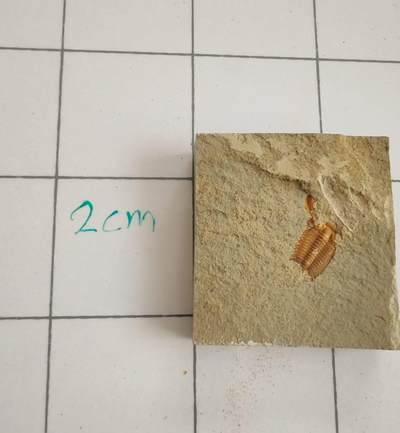 三叶虫化石专场 - 寒武纪至二叠纪，三叶虫，品种自辨