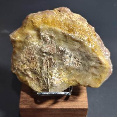 希腊罗马丝路打制币化石【中外钱币五一假期】专场！陆小鱼的钱币仓，限时拍卖第059场 - “蜂王浆” 完全象形蜂巢珊瑚化石 犹如满满的蜂蜜香甜可口 趣味化石 4.5亿年前奥陶纪时期古生物化石标本98g