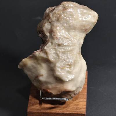 希腊罗马丝路打制币化石【中外钱币五一假期】专场！陆小鱼的钱币仓，限时拍卖第059场 - 少见形制 细纹单体珊瑚化石 品种少见 玉化程度非常好 造型也独特 4.5亿年前奥陶纪时期古生物化石标本 206g