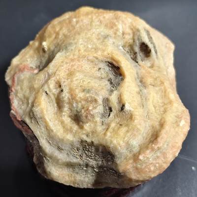 希腊罗马丝路打制币化石【中外钱币五一假期】专场！陆小鱼的钱币仓，限时拍卖第059场 - 少见黄料草莓纹珊瑚化石 形制像灵芝 玉化程度非常好 4.5亿年前奥陶纪时期古生物化石标本286g