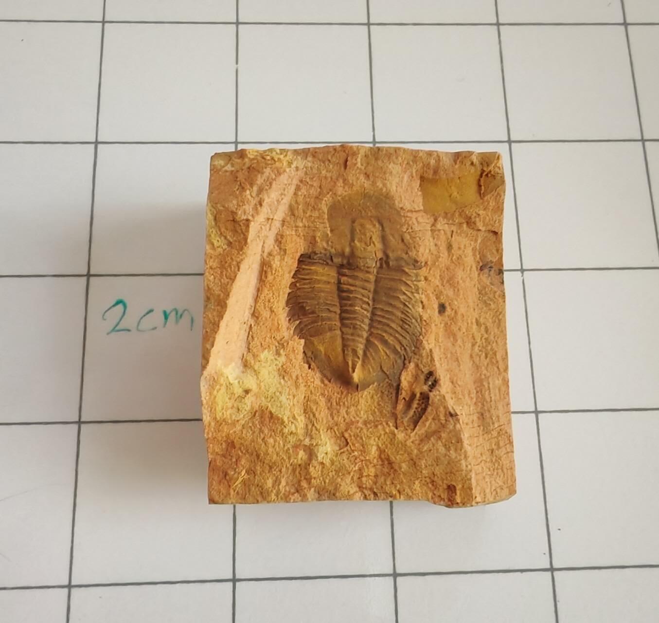 三叶虫化石专场 寒武纪至二叠纪，三叶虫，品种自辨