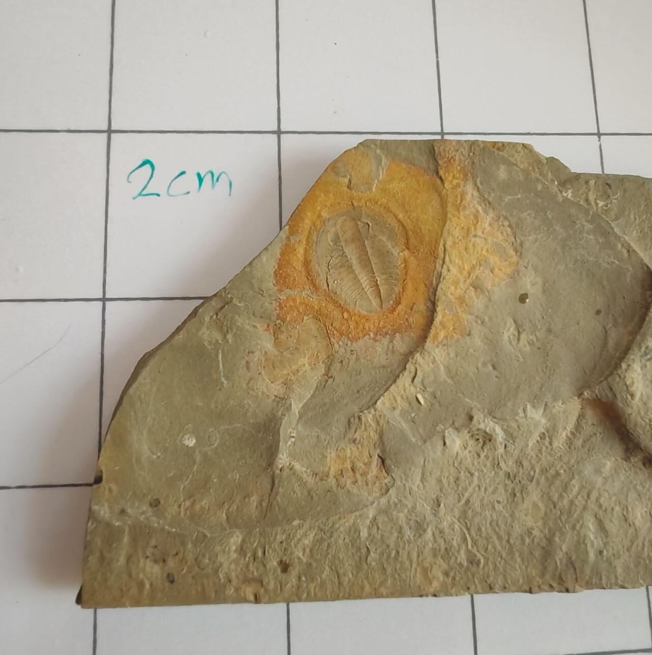 三叶虫化石专场 寒武纪至二叠纪，三叶虫，品种自辨