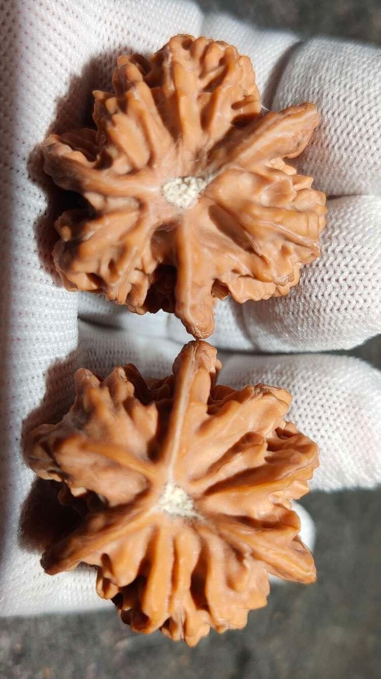 ❤️盘山公子帽三棱核桃(30141) 尺寸边到肚35.35.35mm高38mm