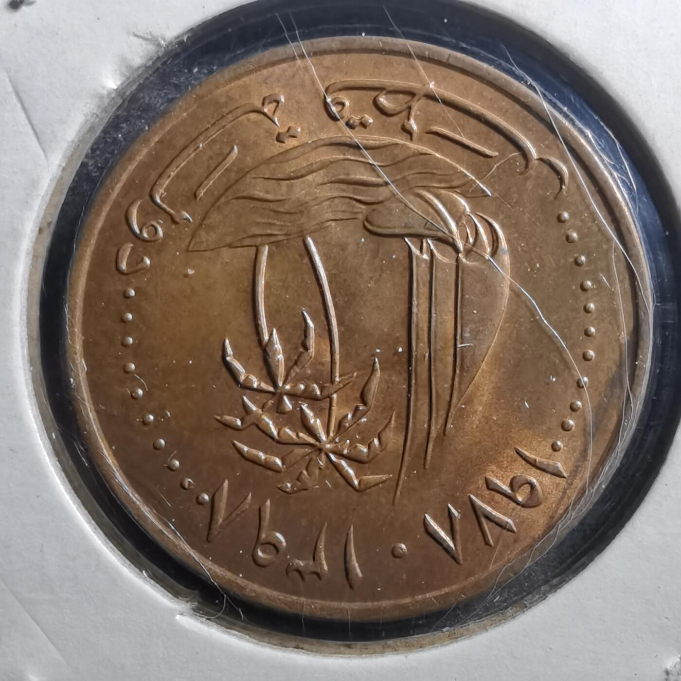 沼泽如烟--第705场