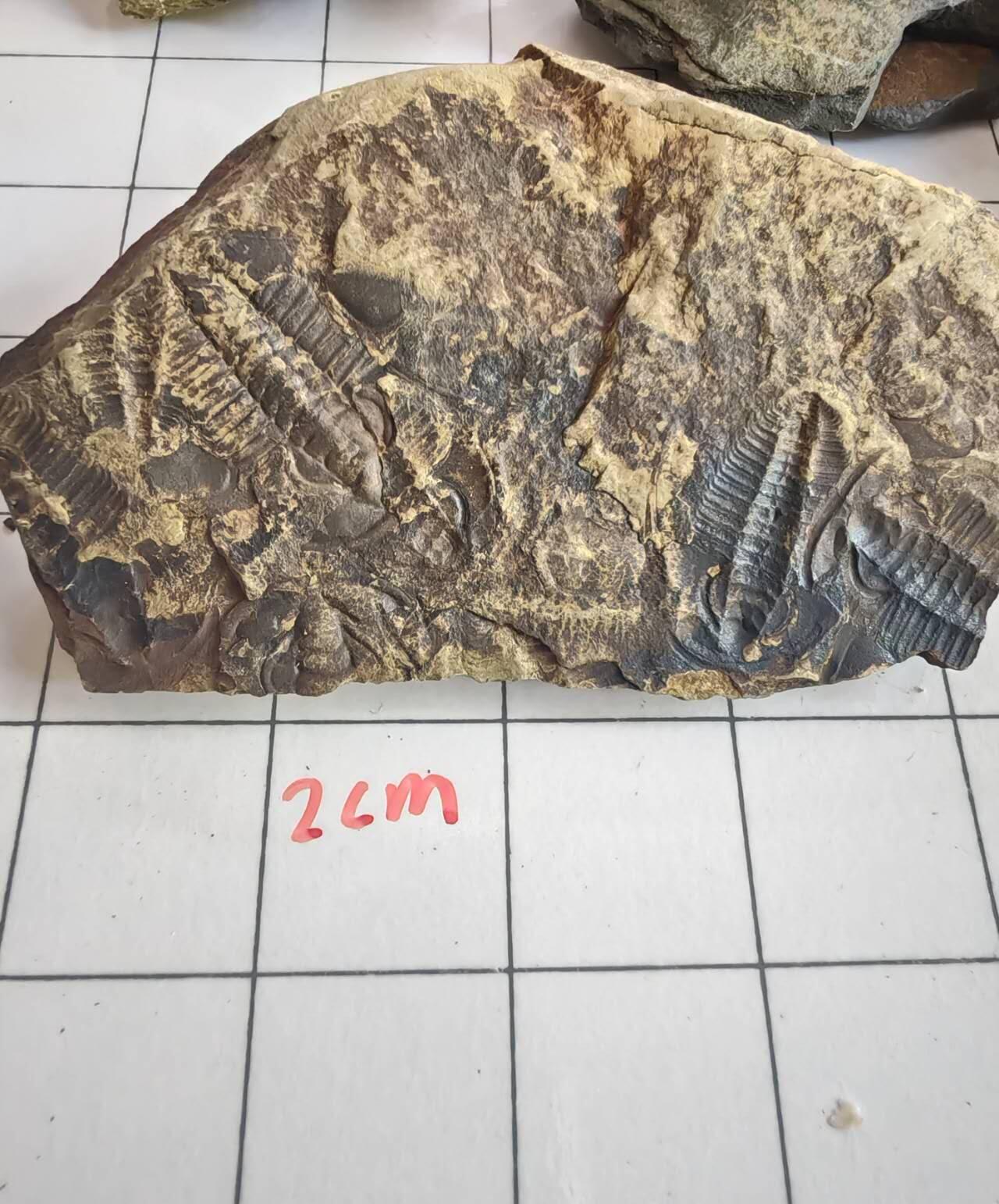 三叶虫化石专场 寒武纪至二叠纪，三叶虫，品种自辨
