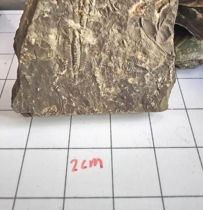 三叶虫化石专场 - 寒武纪至二叠纪，三叶虫，品种自辨