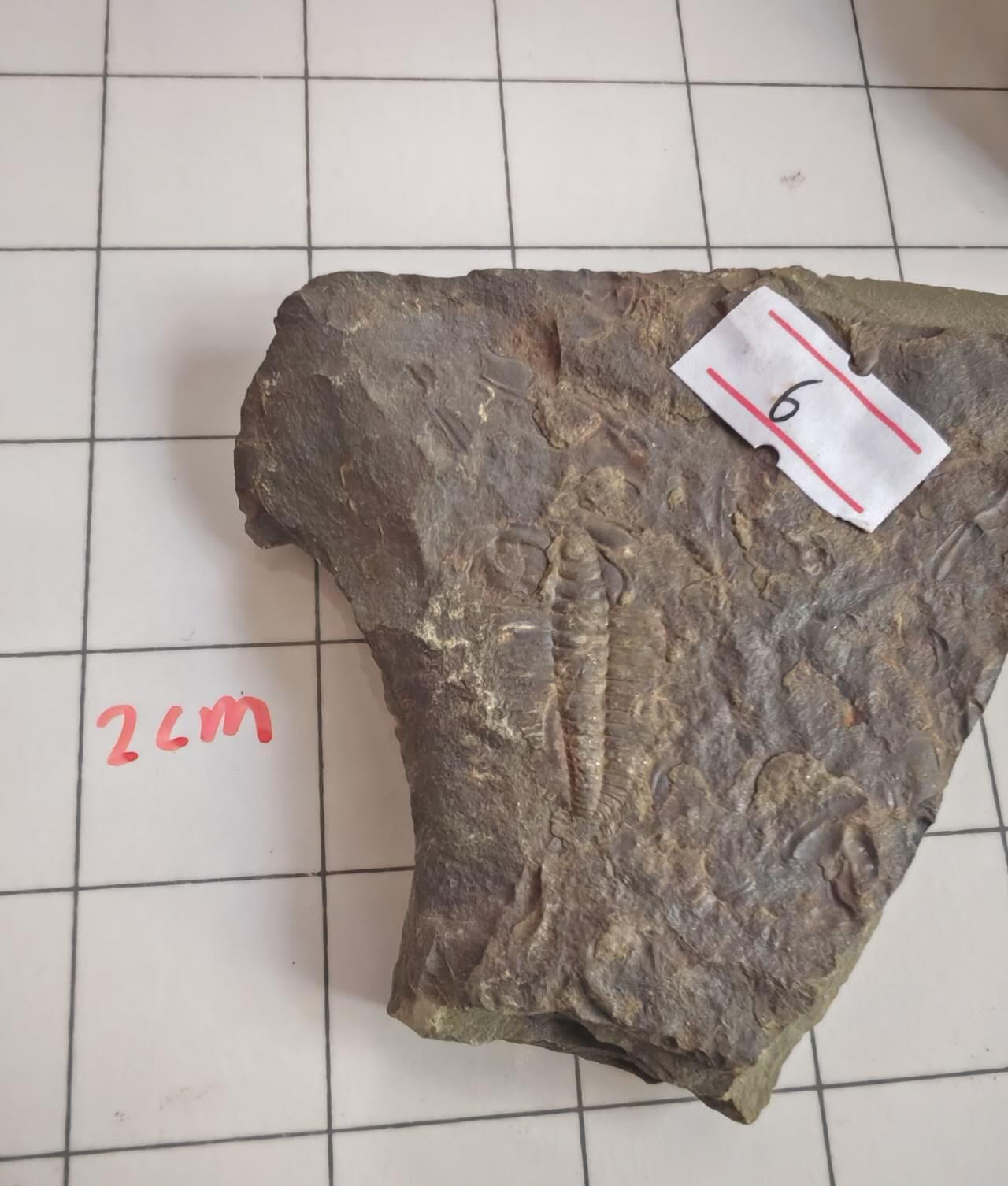 三叶虫化石专场 寒武纪至二叠纪，三叶虫，品种自辨