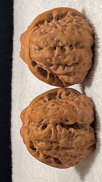 ❤️43老树大肚款双开背金蟾蛤蟆头核桃(39039)尺寸肚43.43边39.39高32.32mm重量37.5g - ❤️43老树大肚款双开背金蟾蛤蟆头核桃(39039)尺寸肚43.43边39.39高32.32mm重量37.5g