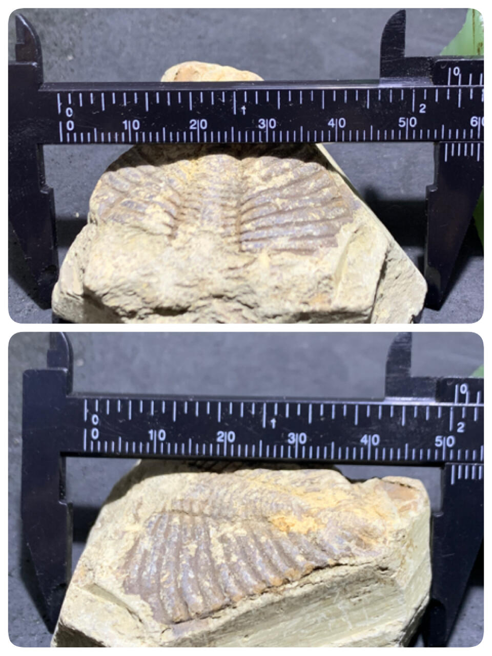 精美天然湘西三叶虫尾巴化石王冠虫张氏虫古生物化石标本原石一颗