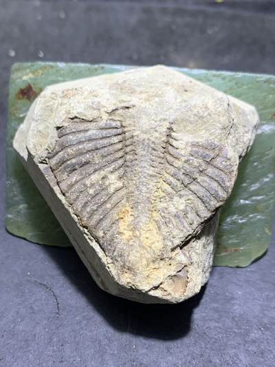 精美天然湘西三叶虫尾巴化石王冠虫张氏虫古生物化石标本原石一颗 - 精美天然湘西三叶虫尾巴化石王冠虫张氏虫古生物化石标本原石一颗