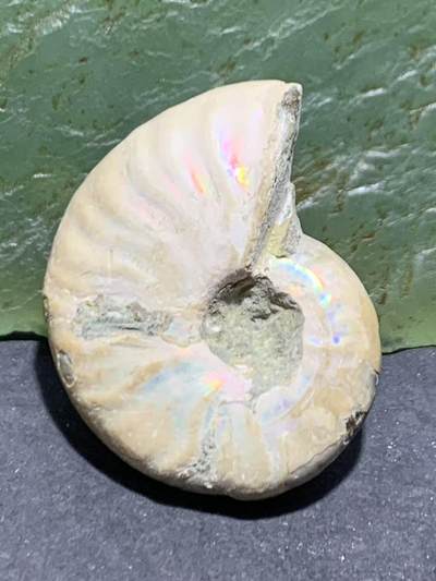 精美天然斑彩螺原石化石菊石发财螺古生物化石原石一颗， - 精美天然斑彩螺原石化石菊石发财螺古生物化石原石一颗，