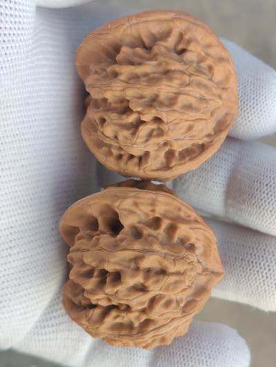 ❤️天然帝王狮子头三棱(30128) ❤️天然帝王狮子头三棱(30128)