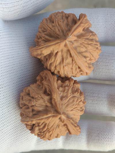 ❤️天然帝王狮子头三棱(30128) ❤️天然帝王狮子头三棱(30128)