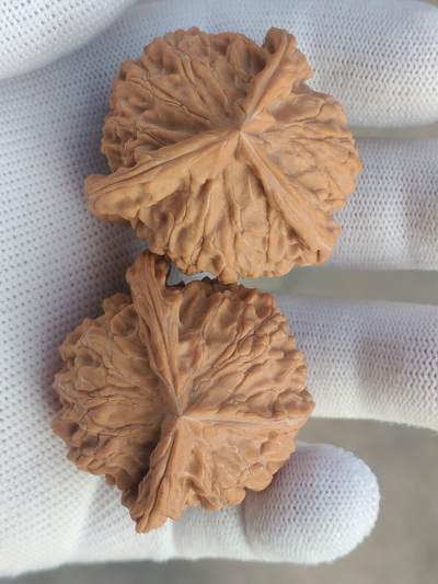 ❤️天然帝王狮子头三棱(30128) ❤️天然帝王狮子头三棱(30128)