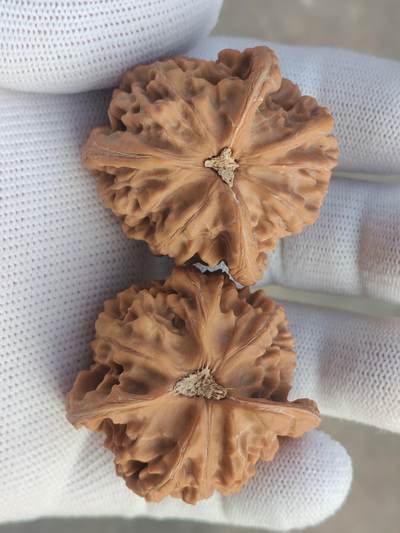 ❤️天然帝王狮子头三棱(30128) ❤️天然帝王狮子头三棱(30128)