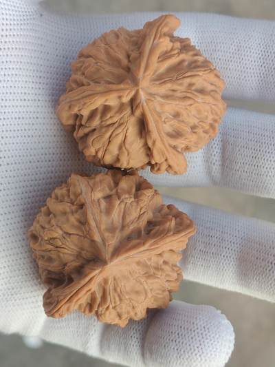 ❤️天然帝王狮子头三棱(30128) ❤️天然帝王狮子头三棱(30128)