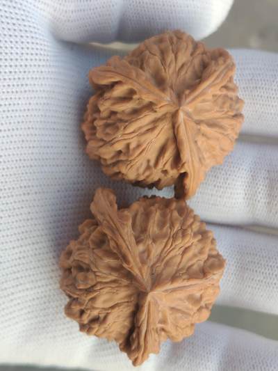 ❤️天然帝王狮子头三棱(30128) ❤️天然帝王狮子头三棱(30128)