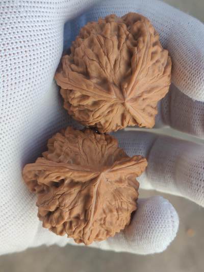 ❤️天然帝王狮子头三棱(30128) ❤️天然帝王狮子头三棱(30128)