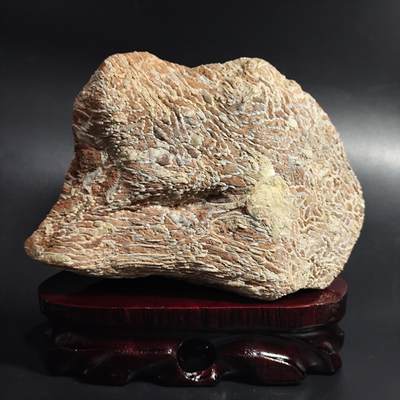 希腊罗马丝路打制币化石【中外钱币放漏】专场！陆小鱼的钱币仓，限时拍卖第064场 - 大型摆件 星链珊瑚化石 链条非常清晰 完整度高 体型大 4.5亿年前奥陶纪时期海洋古生物化石标本 2023g
