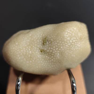 希腊罗马丝路打制币化石【中外钱币放漏】专场！陆小鱼的钱币仓，限时拍卖第064场 - 雪白料雪花纹珊瑚化石 玉化程度非常好 非常好的手把件小精品 4.5亿年前奥陶纪时期海洋古生物化石标本138g