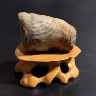 【首场科普放漏价】古生物化石/奇石/玉石原石专场！陆小鱼的钱币仓，限时拍卖第001场 - 冰糖芯羊角单体珊瑚化石 玉化一流 4.5亿年前奥陶纪时期海洋古生物化石标本64.05g