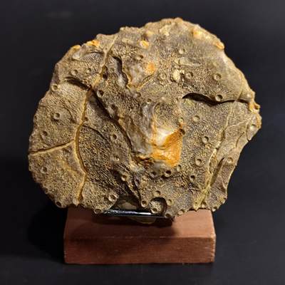 【首场科普放漏价】古生物化石/奇石/玉石原石专场！陆小鱼的钱币仓，限时拍卖第001场 - “探索月球”非常少见的生物化石 花纹犹如月球表面 来自数亿年前大自然的神奇之处 非常不错的品种 4.5亿-4亿年前奥陶纪或泥盆纪时期海洋古生物化石标本288g