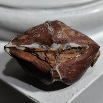 【首场科普放漏价】古生物化石/奇石/玉石原石专场！陆小鱼的钱币仓，限时拍卖第001场 - 【玉化血红色】完整极美品  距今四亿年前 泥盆纪时期的弓石燕贝化石 已经是灭绝的物种 造型独特 像一把弓和燕子的翅膀8.5g