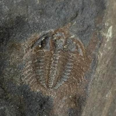 【首场科普放漏价】古生物化石/奇石/玉石原石专场！陆小鱼的钱币仓，限时拍卖第001场 - 大约五亿年前 寒武纪时期三叶虫化石 地球最早一批生物 虫子图案非常完整 不错的科普标本 33g