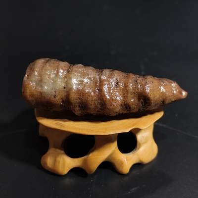 【首场科普放漏价】古生物化石/奇石/玉石原石专场！陆小鱼的钱币仓，限时拍卖第001场 - 小精品 彩色冰糖料羊角单体珊瑚化石 玉化程度非常好 4.5亿年前奥陶纪时期海洋古生物化石标本38 g
