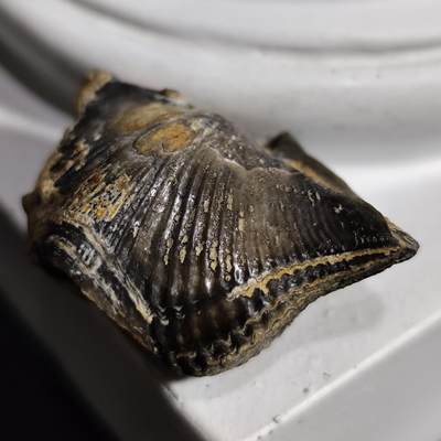 【首场科普放漏价】古生物化石/奇石/玉石原石专场！陆小鱼的钱币仓，限时拍卖第001场 - 完整极美品 全玉化 距今四亿年前 泥盆纪时期的弓石燕贝化石 已经是灭绝的物种 造型独特 像一把弓和燕子的翅膀 11g