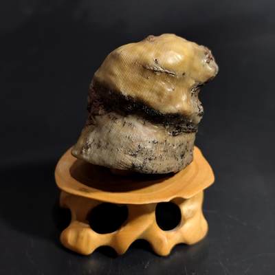 【首场科普放漏价】古生物化石/奇石/玉石原石专场！陆小鱼的钱币仓，限时拍卖第001场 - 大型多头太阳花单体化石 颜色不错 个头粗壮 发射状纹路 部分围岩4.5亿年前奥陶纪时期海洋古生物化石标本119g