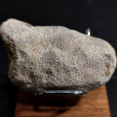 【首场科普放漏价】古生物化石/奇石/玉石原石专场！陆小鱼的钱币仓，限时拍卖第001场 - “豹纹”珊瑚化石标本 表面豹纹 内芯鸡油黄色 纹路清晰 4.5亿年前奥陶纪时期海洋古生物化石标本63.9g